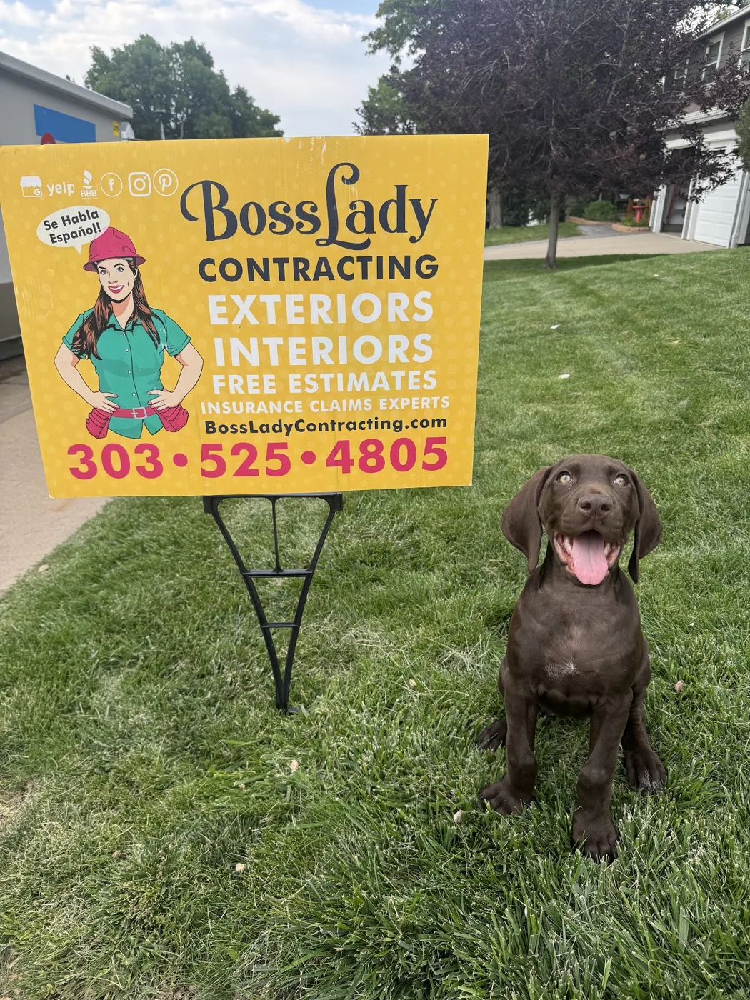 Ruby the chocolate lab puppy beside a BossLady Contracting yard sign in Colorado