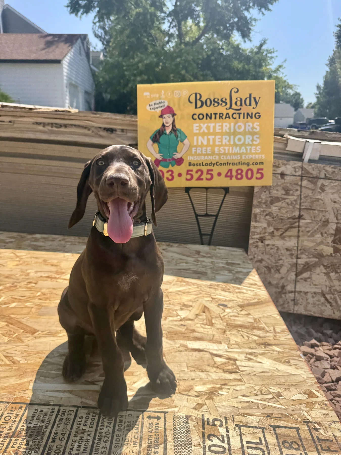 Ruby supervising a BossLady Contracting Colorado job site, photo 1